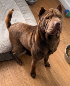 Beast, a 2 years old male Shar Pei available for adoption from Fur Buddies in Hampshire