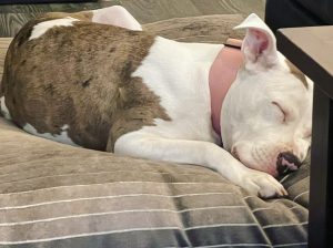 Cali, a 4 years old female Staffordshire Bull Terrier X available for adoption from Fur Buddies in Hampshire