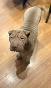 Darla, a 2 years old female Shar Pei available for adoption from Fur Buddies in Hampshire