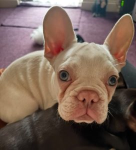 Fluer, a 2 years old female French Bulldog available for adoption from Fur Buddies in Hampshire