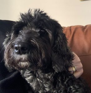 Frankie, a 12 years old female Cockapoo available for adoption from Fur Buddies in Hampshire