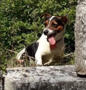 Lolly, a 10 years old female Jack Russell Terrier available for adoption from Fur Buddies in Hampshire