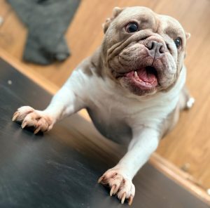 Nina, a 2 years old female Bulldog available for adoption from Fur Buddies in Hampshire