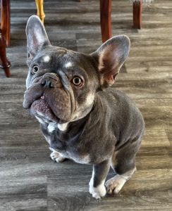 Pablo, a 2 years old male French Bulldog available for adoption from Fur Buddies in Hampshire