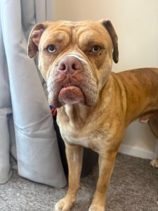 Ronnie, a 2 years old male Boxer X Bulldog available for adoption from Fur Buddies in Hampshire