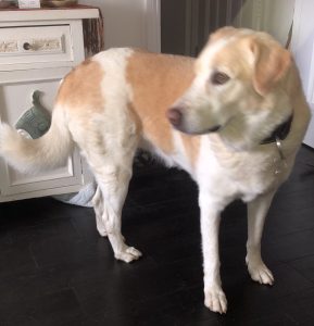 Roxy, a 8 years old female Labrador X available for adoption from Fur Buddies in Hampshire